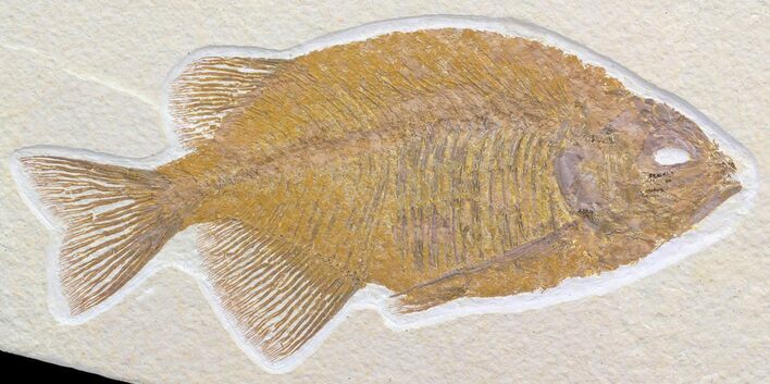 Uncommon Phareodus Fish Fossil - Visible Teeth #44534